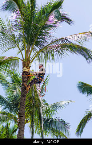 À partir de feuilles de palmier de fraisage travailleur arbre, Kaua'i Marriott Resort ; Baie de Kalapaki, Kaua'i, Hawaii, USA Banque D'Images