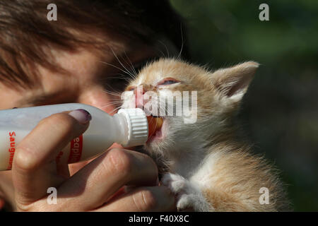 Obtenir de la nourriture de chaton Banque D'Images