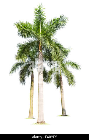 Trois palmiers isolés Banque D'Images