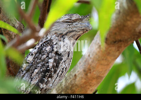 (Podargus strigoides Tawny Une grille supérieure) en Australie Banque D'Images