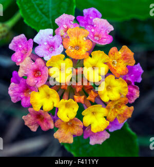 Lantana camara, grand sage, Hawai'i Volcanoes National Park, Big Island, Hawaii, USA Banque D'Images