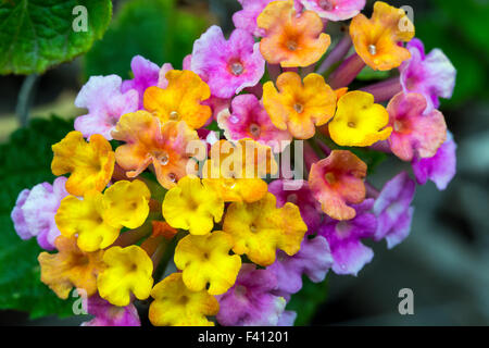 Lantana camara, grand sage, Hawai'i Volcanoes National Park, Big Island, Hawaii, USA Banque D'Images