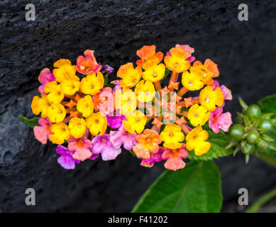 Lantana camara, grand sage, Hawai'i Volcanoes National Park, Big Island, Hawaii, USA Banque D'Images