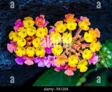 Lantana camara, grand sage, Hawai'i Volcanoes National Park, Big Island, Hawaii, USA Banque D'Images