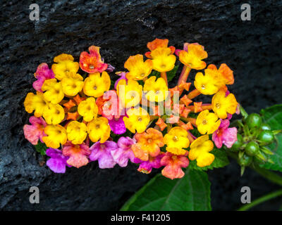 Lantana camara, grand sage, Hawai'i Volcanoes National Park, Big Island, Hawaii, USA Banque D'Images