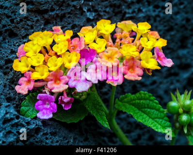 Lantana camara, grand sage, Hawai'i Volcanoes National Park, Big Island, Hawaii, USA Banque D'Images