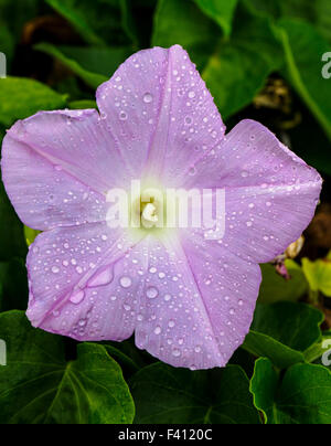 Gouttes fraîches, gloire du matin, Ipomoea, Hawai'i Volcanoes National Park, Big Island, Hawaii, USA Banque D'Images