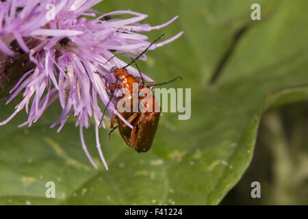 Rhagonycha fulva, soldat beetle rouge commun Banque D'Images