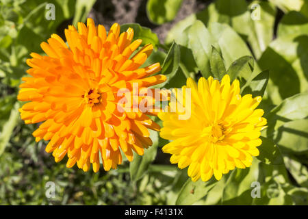 Calendula officinalis, Pot Marigold, Ruddles Banque D'Images