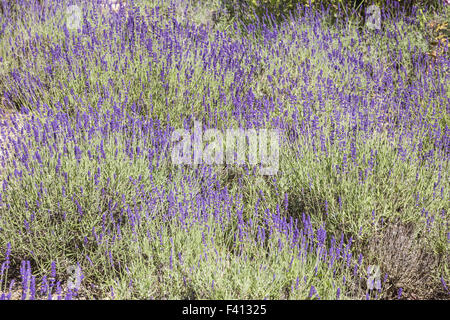 Lavandula angustifolia, la lavande commune Banque D'Images