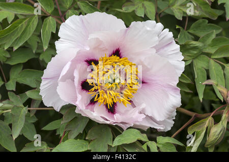 Paeonia suffruticosa pivoine arbre chinois, Banque D'Images