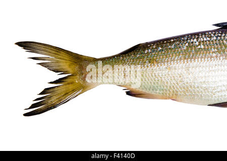 Poisson sur un fond blanc. queue herring Banque D'Images