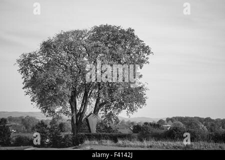 Horse Chestnut Tree, Aesculus hippocastanum Banque D'Images