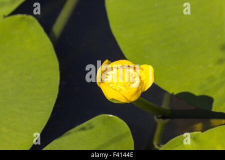 Nuphar lutea, nénuphar jaune Banque D'Images