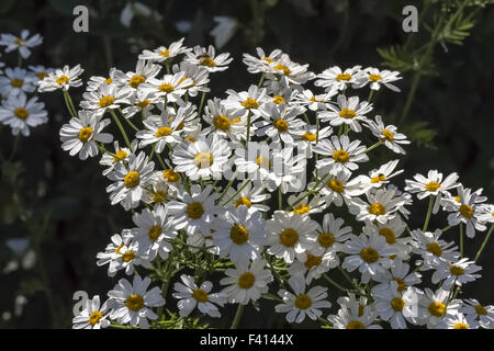 Chrysanthemum corymbosum tanaisie, Corymbflower Banque D'Images