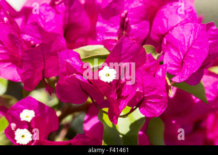 Bougainvillea glabra, Fleur en Papier Banque D'Images