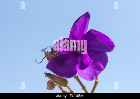 Tibouchina urvilleana, Princess flower Banque D'Images