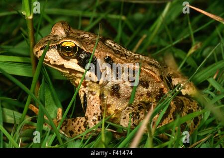 Frog grenouille herbe ; ; Banque D'Images