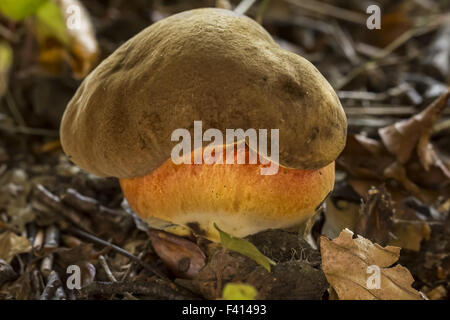 Tige en pointillés, champignons bolets de Allemagne Banque D'Images