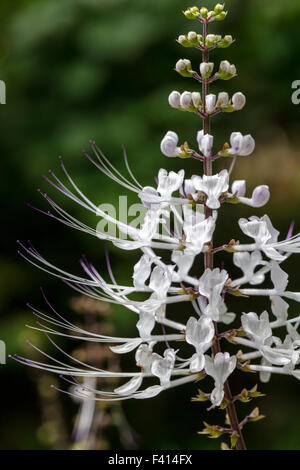 Les moustaches du chat ; Thé ; Java ; Orthosiphon Aristatus Var. Aristatus Lamiaceae ; Hawaii Tropical Botanical Garden Nature Preserve Banque D'Images