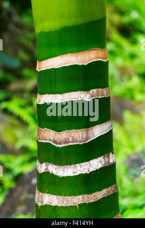 Aneityum Palm ; Carpoxylon Macrosperum ; Arecaceae ; Hawaii Tropical Botanical Garden Nature Preserve ; Big Island, Hawaii, USA Banque D'Images