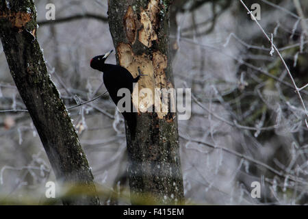 Dryocopus martius Pic Noir, Banque D'Images