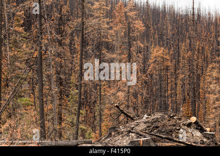 Bois brûlé après un incendie de forêt dans le parc national Jasper, Rocheuses, en Alberta, au Canada, en Amérique du Nord. Banque D'Images