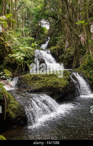 Onomea ; chutes d'Hawai'i Tropical Botanical Garden Nature Preserve ; Big Island, Hawaii, USA Banque D'Images