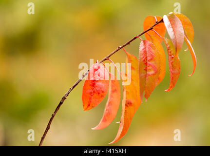 Les couleurs de l'automne les feuilles en attrapant la lumière du soleil, au parc provincial du mont Robson, British Columbia, Canada, Amérique du Nord. Banque D'Images