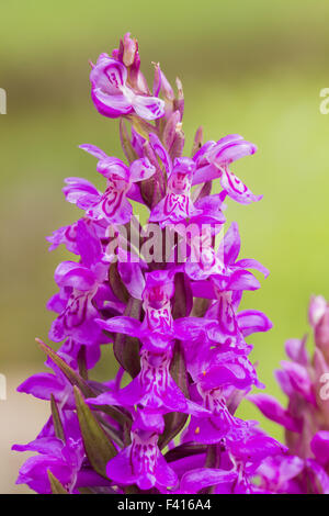 Dactylorhiza majalis, Western marsh orchid Banque D'Images