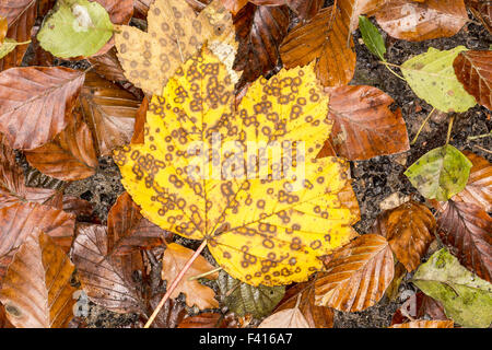 Feuille d'érable jaune en automne, Allemagne Banque D'Images