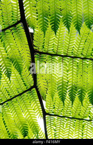 Libre de fougère délicate ; Hawaii Tropical Botanical Garden Nature Preserve ; Big Island, Hawaii, USA Banque D'Images