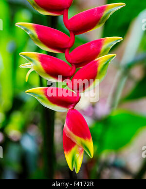 Wildflower, Hanging Lobster Claw, Heliconia Rostrata, Héliconiaceae, Hawaii Tropical Botanical Garden Nature Preserve ; Hawaii Banque D'Images