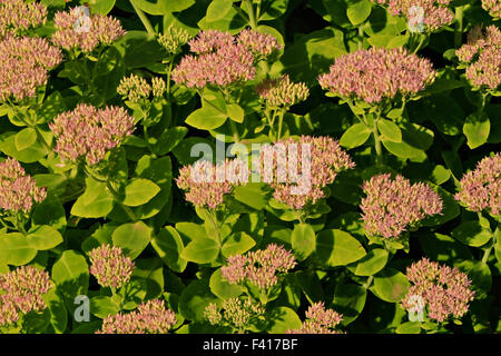 Sedum spectabile fleurs Banque D'Images