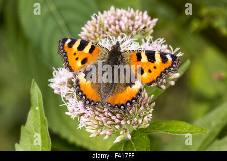 Nymphalis urticae, petite écaille Banque D'Images