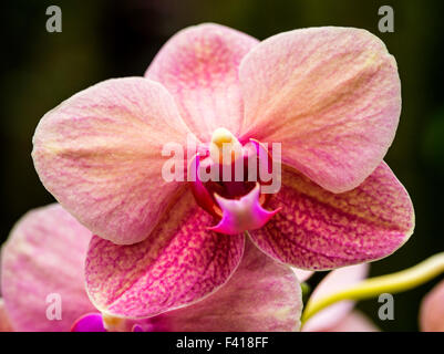 Orchidée, Orchidaceae ; Hawaii Tropical Botanical Garden Nature Preserve ; Big Island, Hawaii, USA Banque D'Images