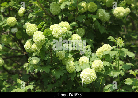 Bush de boule de neige Banque D'Images