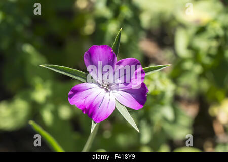 Agrostemma githago, Corncockle, Allemagne Banque D'Images