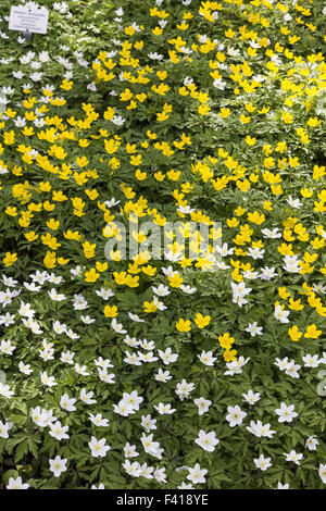 Anemone ranunculoides Anémone des bois jaune, Banque D'Images