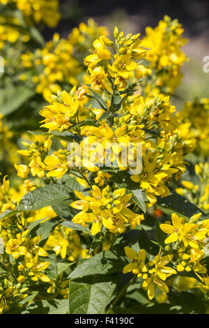 Lysimachia vulgaris, salicaire jaune Jardin Banque D'Images