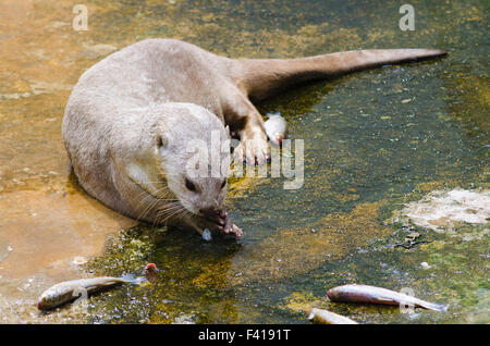 Loutre d'Europe mange du poisson Banque D'Images