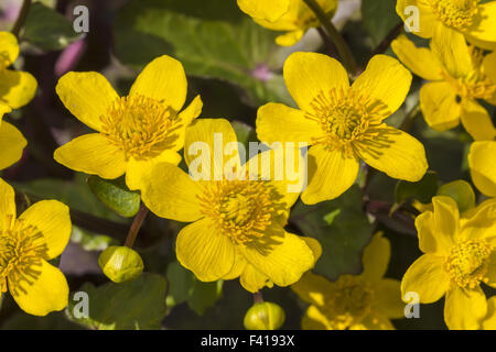 Caltha palustris Populage des marais, Kingcup Banque D'Images