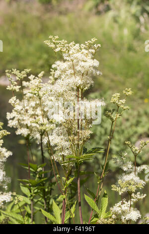 Filipendula ulmaria Filipendule vulgaire, de l'Allemagne Banque D'Images