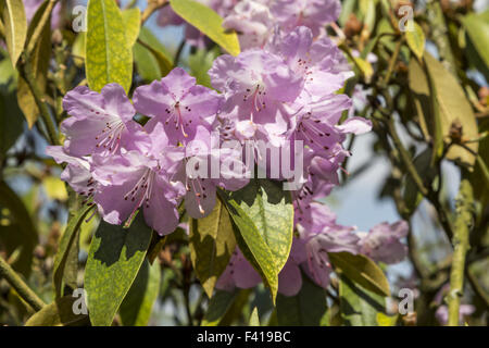 Rhododendron rubiginosum, arbuste, Allemagne Banque D'Images