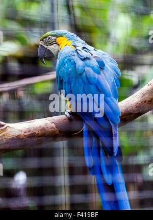 Colorful parrot, Hawaii Tropical Botanical Garden Nature Preserve ; Big Island, Hawaii, USA Banque D'Images