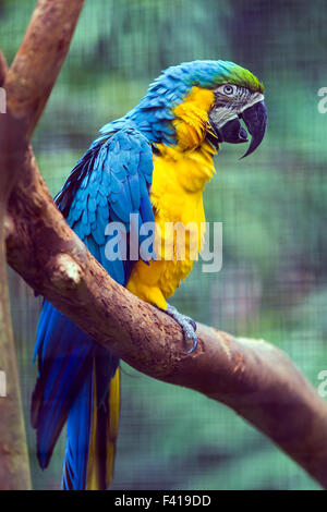 Colorful parrot, Hawaii Tropical Botanical Garden Nature Preserve ; Big Island, Hawaii, USA Banque D'Images