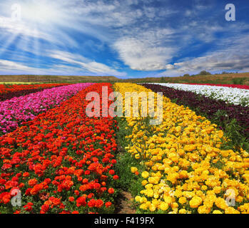 Les champs de fleurs multicolores Banque D'Images
