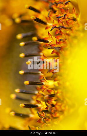 Tournesol jaune Banque D'Images