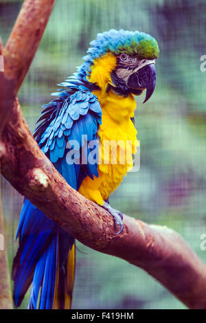 Colorful parrot, Hawaii Tropical Botanical Garden Nature Preserve ; Big Island, Hawaii, USA Banque D'Images