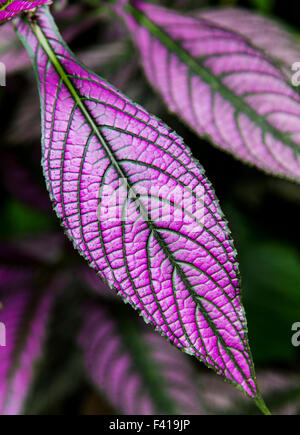 Bouclier perse ; Strobilanthes ; Dyeranus Acanthaceae ; Hawaii Tropical Botanical Garden Nature Preserve ; Big Island, Hawaii, USA Banque D'Images